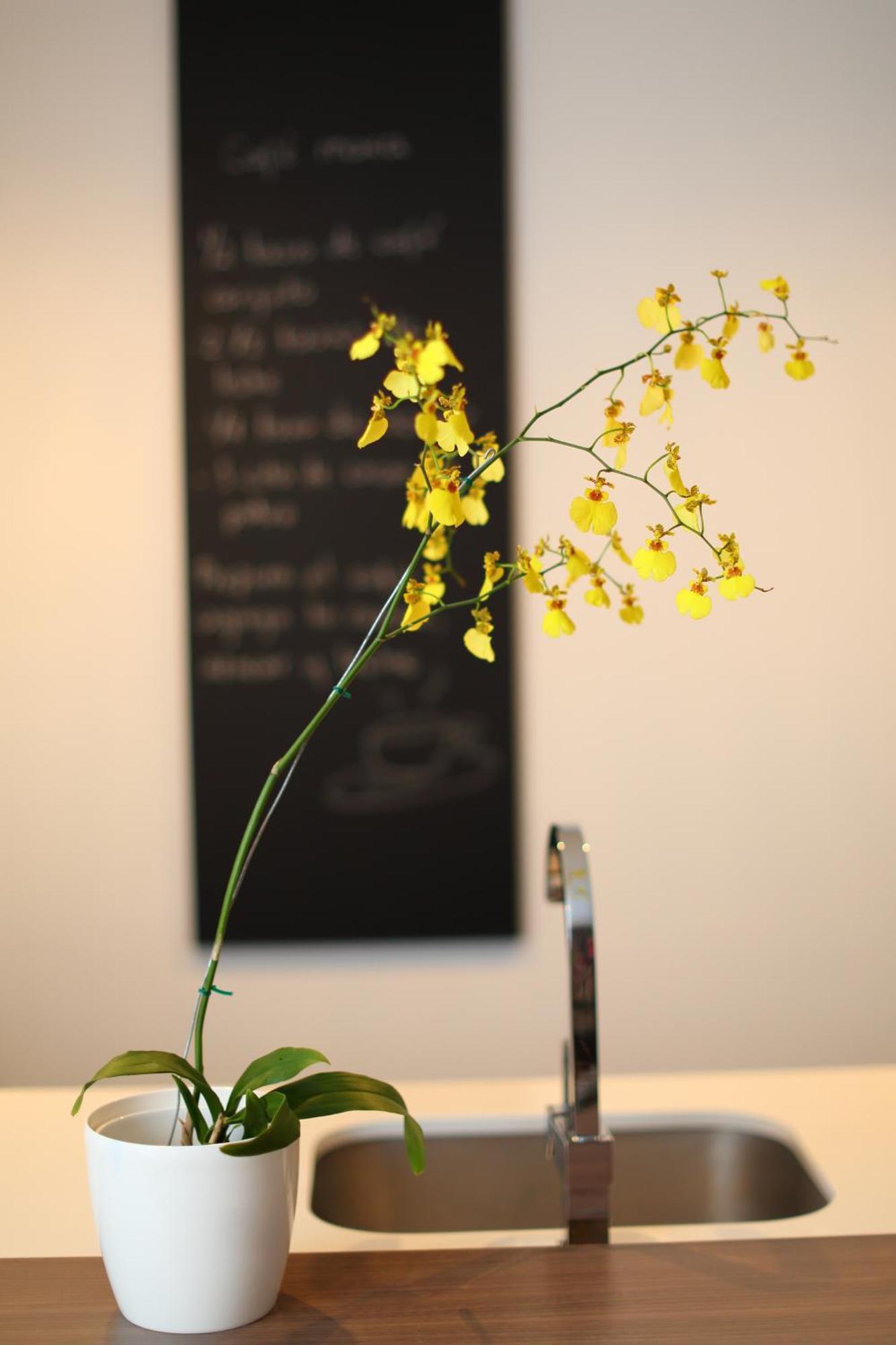 Sites Hotel Medellin Luaran gambar A yellow orchid